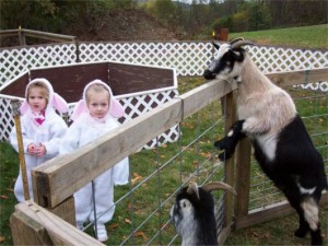 55 Children Goat L